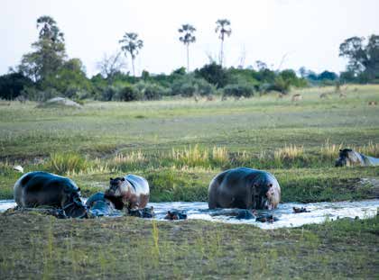 Flusspferde in einer Wasserstelle