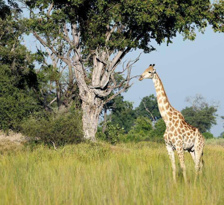 Giraffe im Khwai Private Reserve