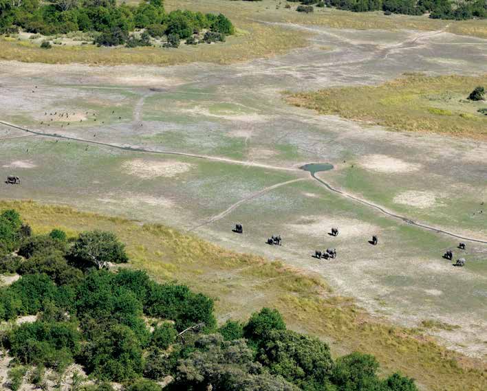 Elefantenherde aus dem Helikopter