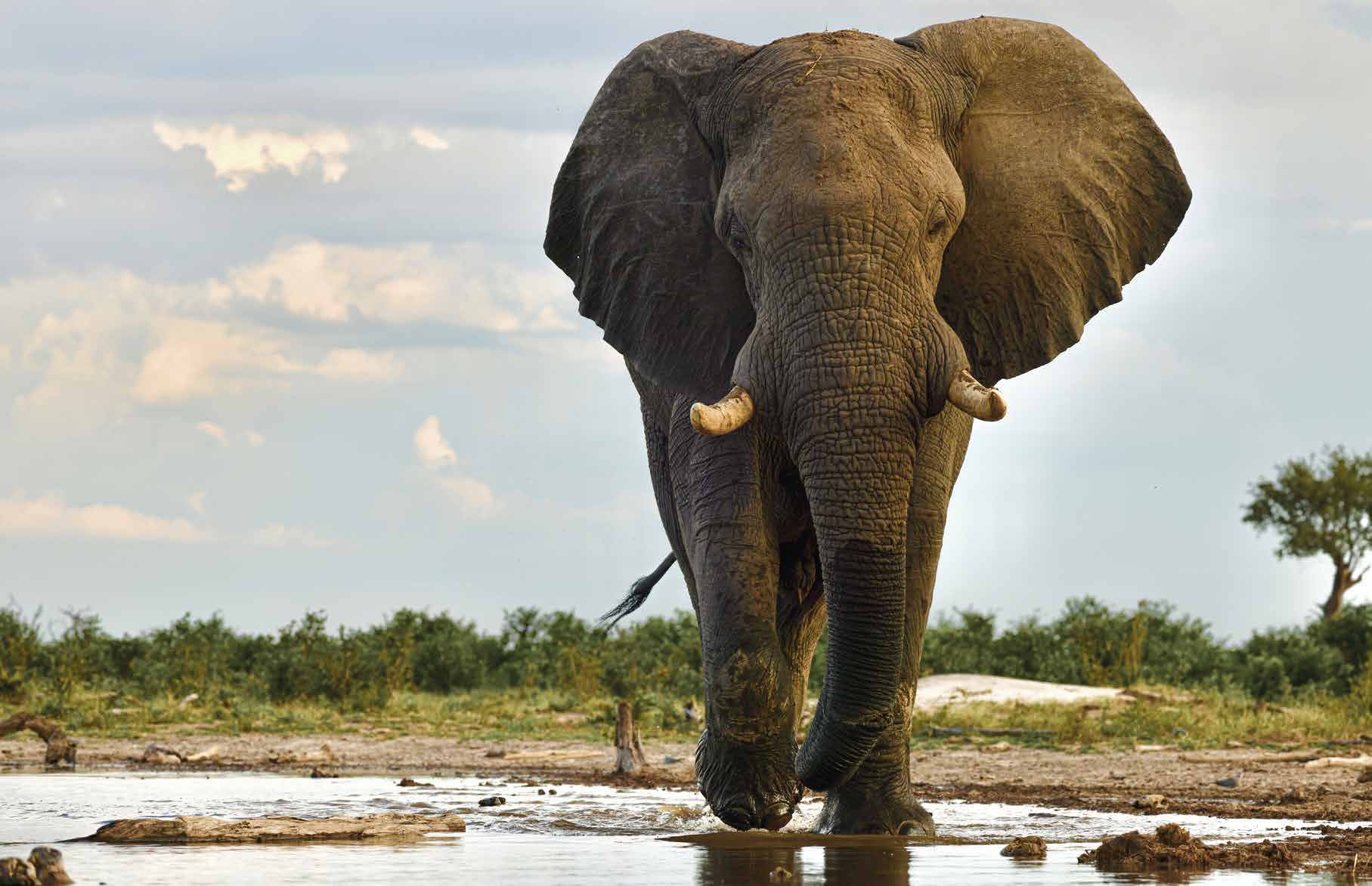 Elefant an einer Wasserstelle in Botswana
